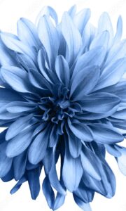 Flor Azul